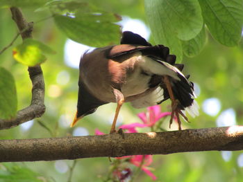 Close-up of bird perching on branch