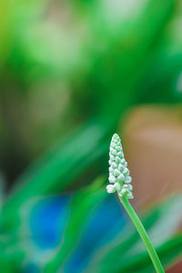 Close-up of green plant