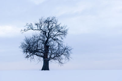 Bare tree on landscape against sky