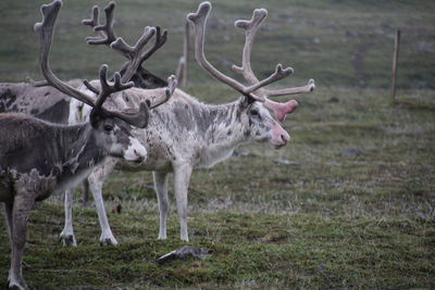 Deer standing in a field