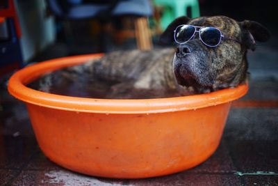 Close-up of dog sitting in bucket