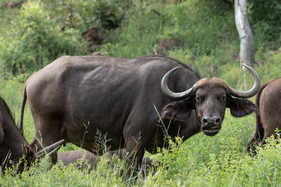 Buffalo standing on field