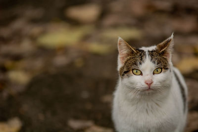 Close-up portrait of a cat