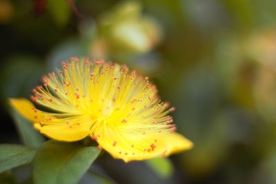 Close-up of yellow flower