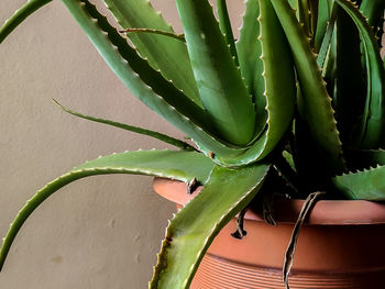 Close-up of succulent plant