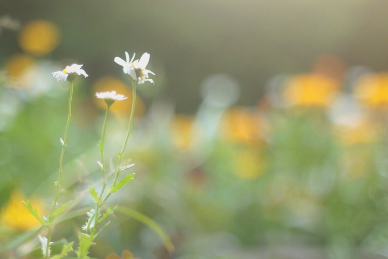 flower, growth, focus on foreground, plant, fragility, freshness, beauty in nature, nature, stem, close-up, selective focus, blooming, petal, field, yellow, growing, outdoors, day, no people, in bloom