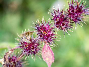 Close-up of purple thistle flowers