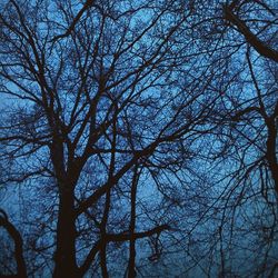 Low angle view of bare trees against sky