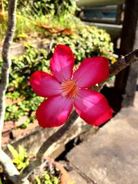Close-up of pink flower