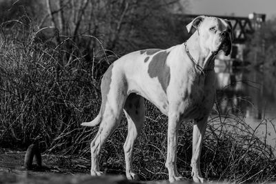 Side view of dog standing on field