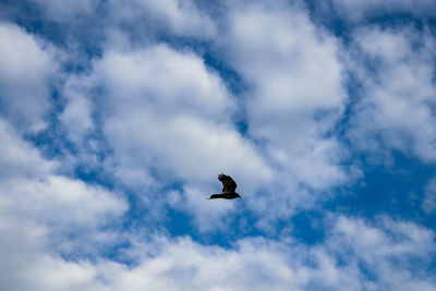 Low angle view of bird flying