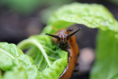 Close-up of slug on leaf