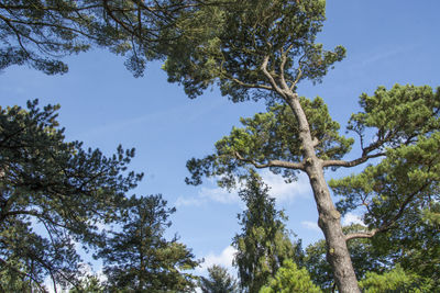 Low angle view of trees in forest against sky