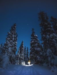 Trees on snow covered land against sky at night