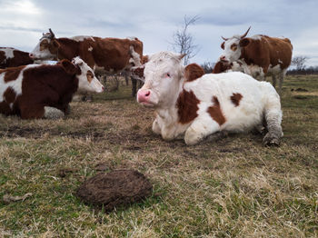 Cows in a field