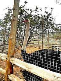 Bird perching on a fence