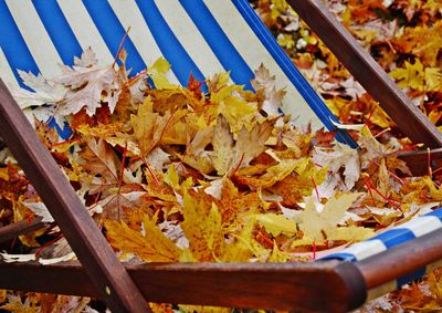 Autumn leaves on deck chair