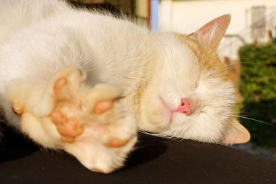 Close-up of cat sleeping