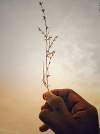 Close-up of hand holding plant against sky during sunset