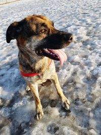 Close-up of dog on snow field