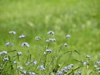 Close-up of flowering plants on field