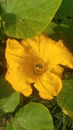 Close-up of yellow flowering plant