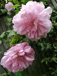 Close-up of pink flower blooming outdoors