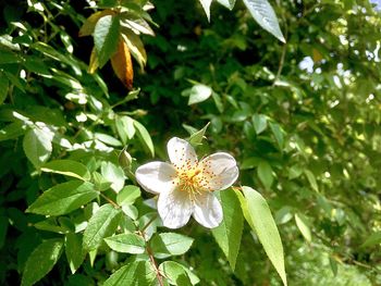 Close-up of white flowers blooming outdoors