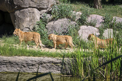 View of an animal on field