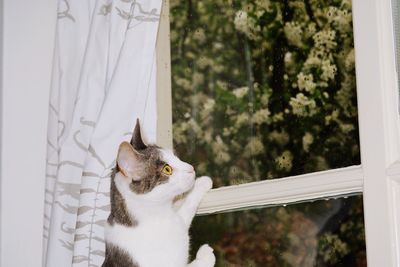 Cat looking through window