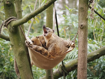 Cat sleeping on tree