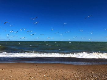 Seagulls flying over beach against sky