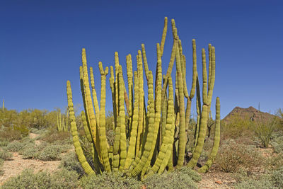 Organ pipe cactus in the organ pipe national monument in arizona