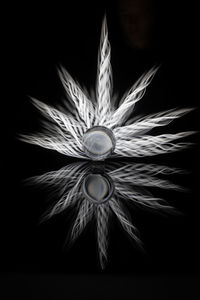 Close-up of feather against black background