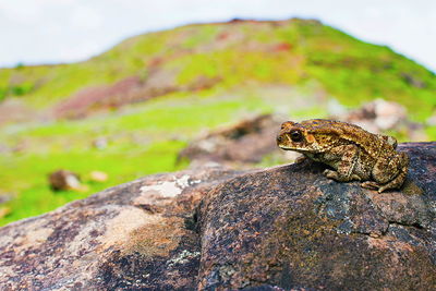 Close-up of frog on rock