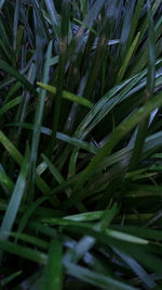 High angle view of grass growing on field