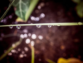 Close-up of water drops on grass