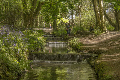 Scenic view of forest