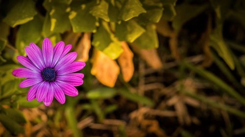 Close-up of flower blooming outdoors