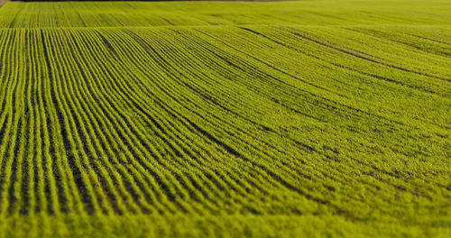 Full frame shot of crop growing on field