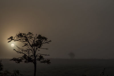 Silhouette tree against sky at sunset