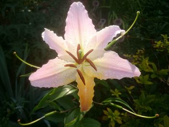 Close-up of pink flower blooming in garden