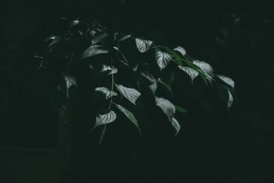 Close-up of flowers against black background