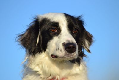 Close-up portrait of dog against blue sky