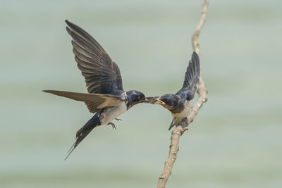 Close-up of bird flying