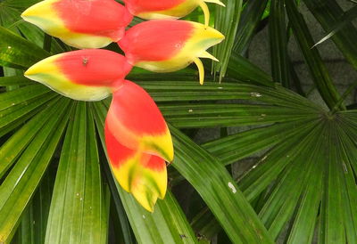 Close-up of red flower