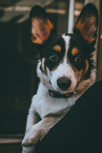 Close-up portrait of dog looking at camera