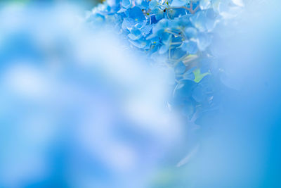 Close-up of blue flowering plant