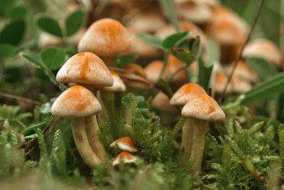 Macro photo of a mushroom meadow