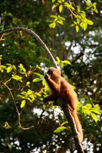 Close-up of bird perching on tree